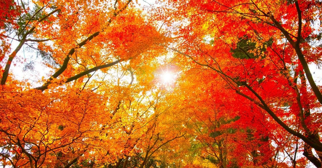 Elevate Your Autumn Workwear with Our Essential Bundle